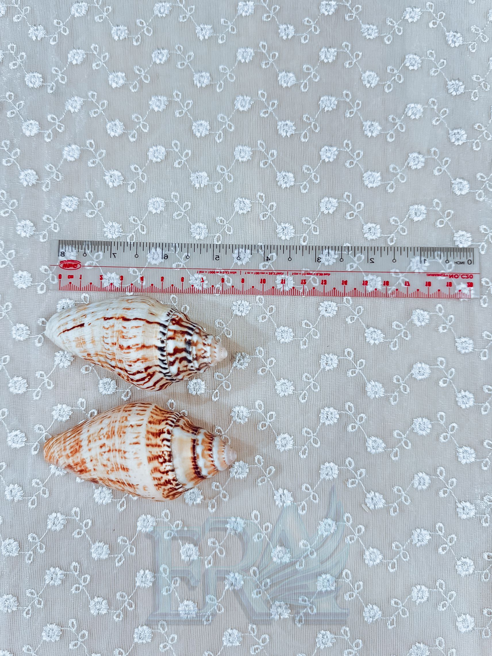 Vỏ Ốc 00029